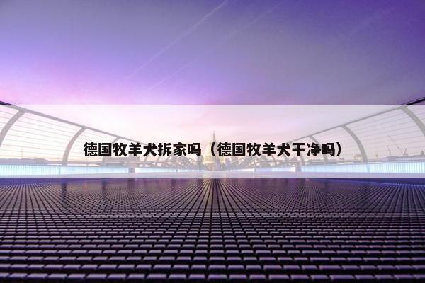 德国牧羊犬拆家吗（德国牧羊犬干净吗）