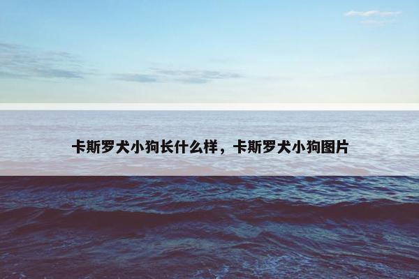 卡斯罗犬小狗长什么样，卡斯罗犬小狗图片