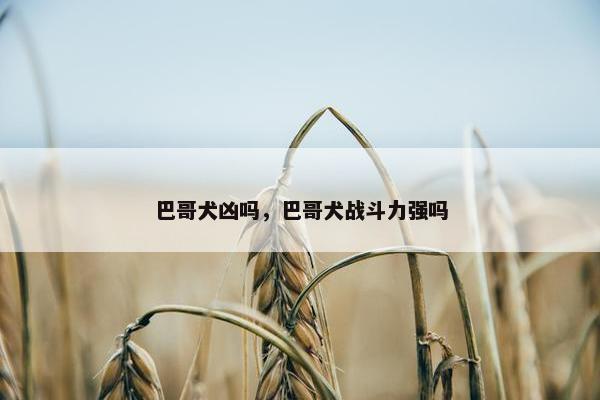 巴哥犬凶吗，巴哥犬战斗力强吗