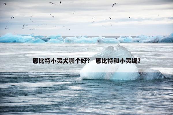 惠比特小灵犬哪个好？ 惠比特和小灵缇？
