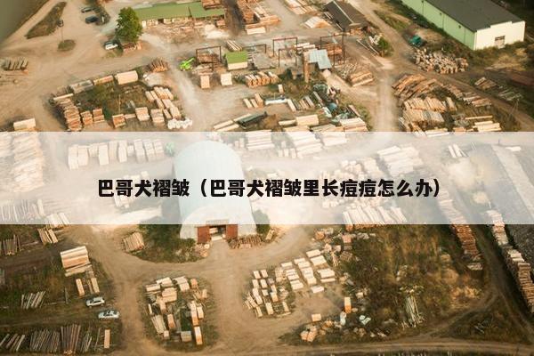 巴哥犬褶皱（巴哥犬褶皱里长痘痘怎么办）