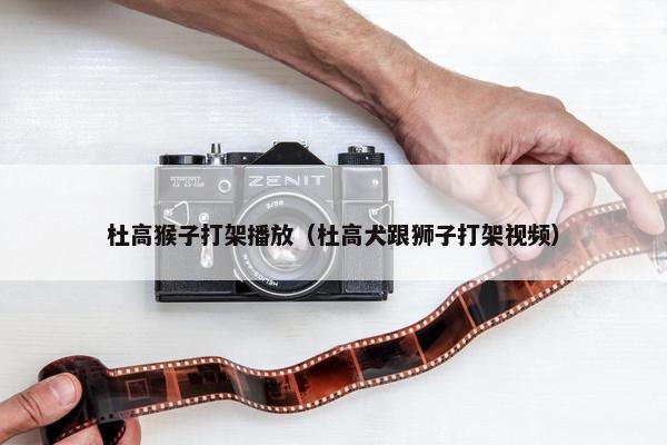 杜高猴子打架播放（杜高犬跟狮子打架视频）