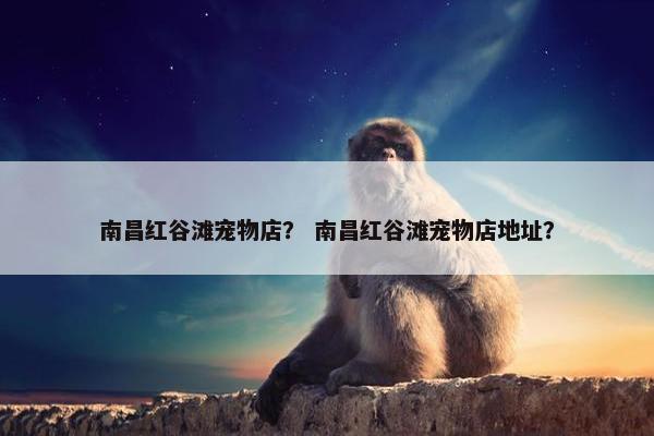南昌红谷滩宠物店？ 南昌红谷滩宠物店地址？