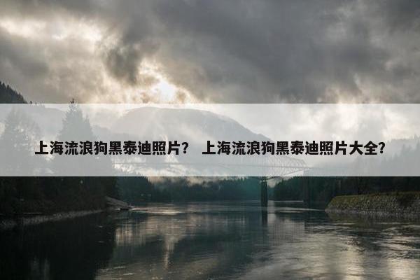 上海流浪狗黑泰迪照片？ 上海流浪狗黑泰迪照片大全？