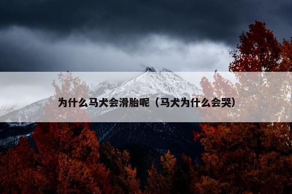 为什么马犬会滑胎呢（马犬为什么会哭）