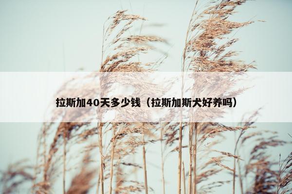 拉斯加40天多少钱（拉斯加斯犬好养吗）