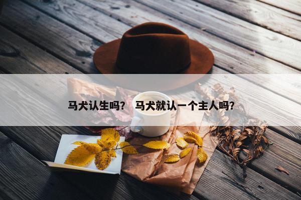 马犬认生吗？ 马犬就认一个主人吗？