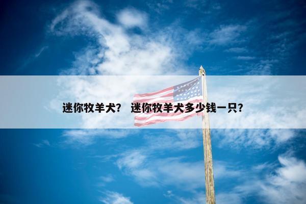 迷你牧羊犬？ 迷你牧羊犬多少钱一只？