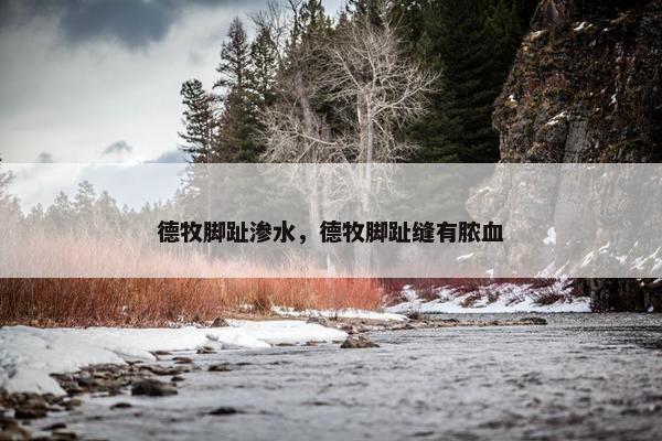 德牧脚趾渗水，德牧脚趾缝有脓血