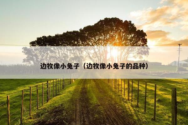 边牧像小兔子（边牧像小兔子的品种）