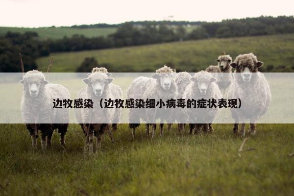 边牧感染（边牧感染细小病毒的症状表现）