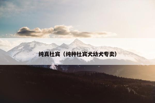 纯真杜宾（纯种杜宾犬幼犬专卖）