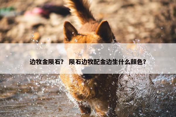 边牧金陨石？ 陨石边牧配金边生什么颜色？