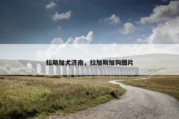 拉斯加犬济南，拉加斯加狗图片