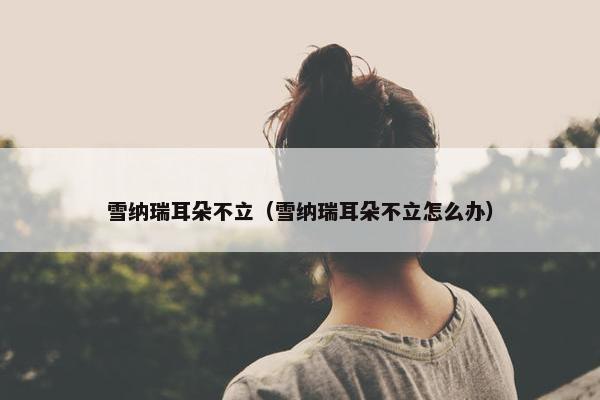 雪纳瑞耳朵不立（雪纳瑞耳朵不立怎么办）