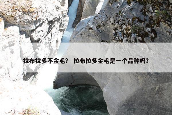 拉布拉多不金毛？ 拉布拉多金毛是一个品种吗？