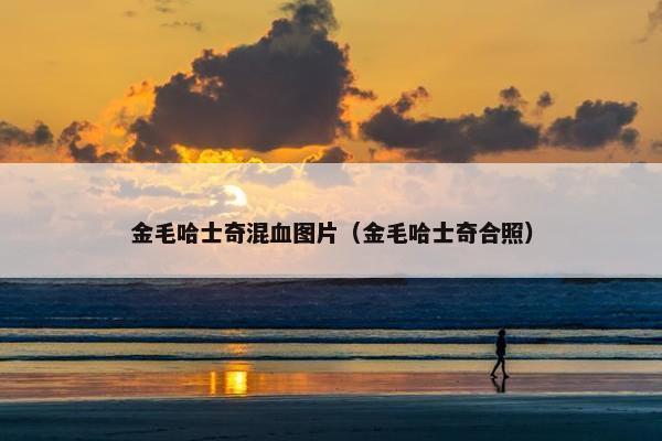 金毛哈士奇混血图片（金毛哈士奇合照）