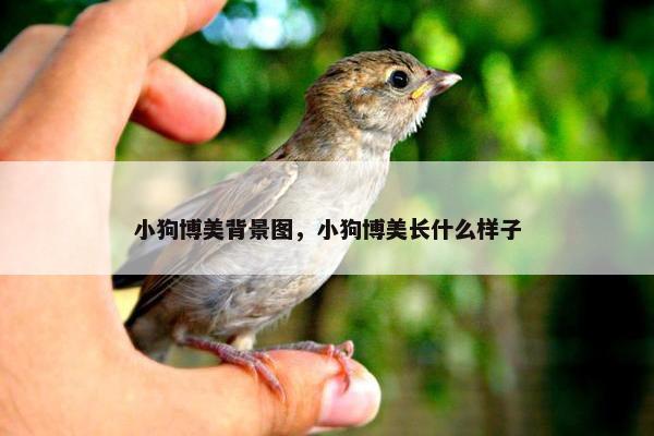小狗博美背景图，小狗博美长什么样子