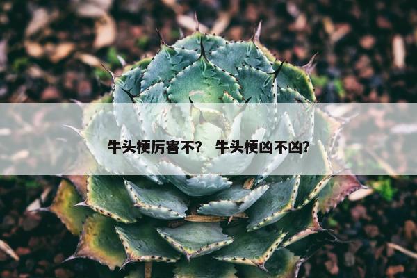 牛头梗厉害不？ 牛头梗凶不凶？