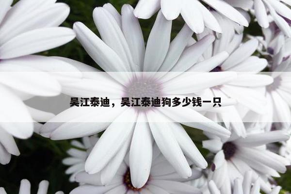 吴江泰迪，吴江泰迪狗多少钱一只