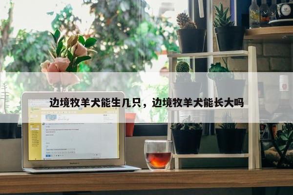 边境牧羊犬能生几只，边境牧羊犬能长大吗