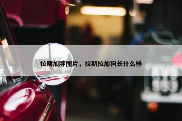 拉斯加胖图片，拉斯拉加狗长什么样