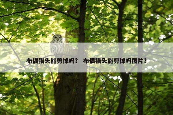 布偶猫头能剪掉吗？ 布偶猫头能剪掉吗图片？