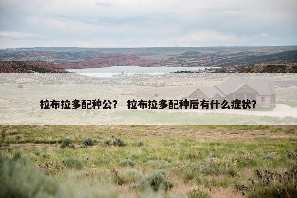 拉布拉多配种公？ 拉布拉多配种后有什么症状？