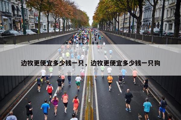 边牧更便宜多少钱一只，边牧更便宜多少钱一只狗
