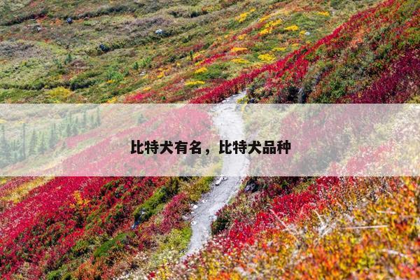 比特犬有名，比特犬品种