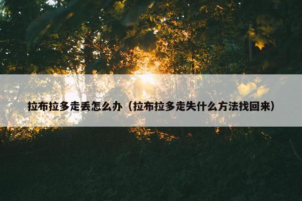 拉布拉多走丢怎么办（拉布拉多走失什么方法找回来）