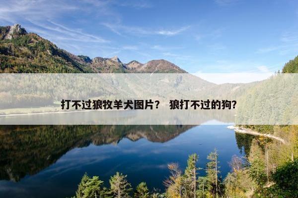 打不过狼牧羊犬图片？ 狼打不过的狗？