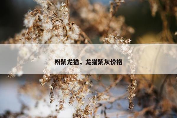 粉紫龙猫，龙猫紫灰价格