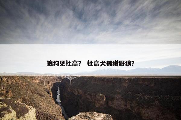 狼狗见杜高？ 杜高犬捕猎野狼？