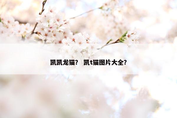 凯凯龙猫？ 凯t猫图片大全？