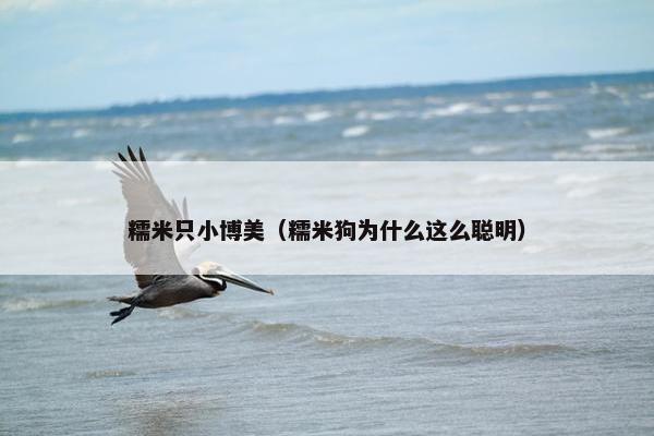 糯米只小博美（糯米狗为什么这么聪明）