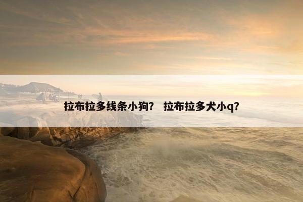 拉布拉多线条小狗？ 拉布拉多犬小q？