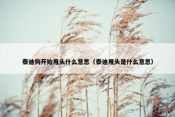 泰迪狗开始甩头什么意思（泰迪甩头是什么意思）
