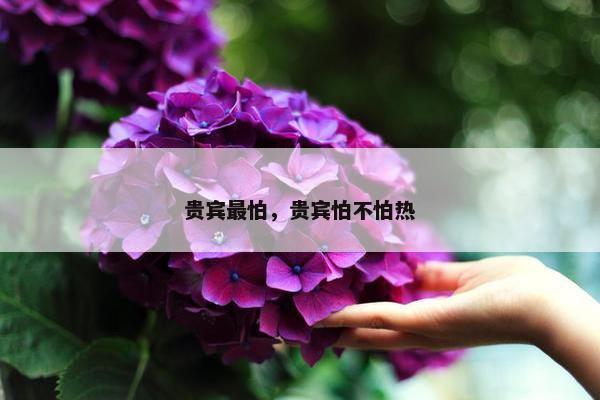 贵宾最怕，贵宾怕不怕热