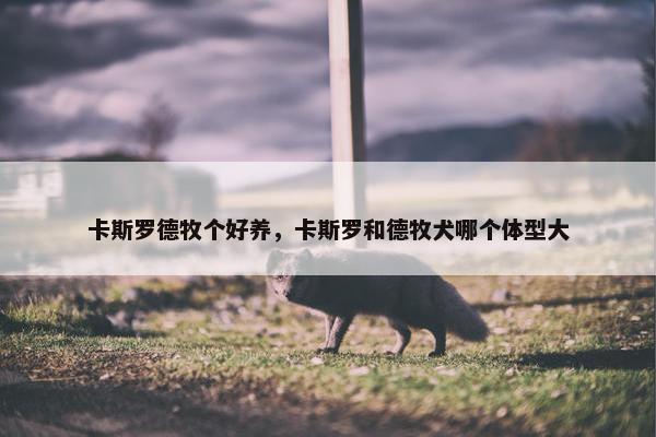 卡斯罗德牧个好养，卡斯罗和德牧犬哪个体型大