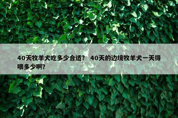 40天牧羊犬吃多少合适？ 40天的边境牧羊犬一天得喂多少啊？