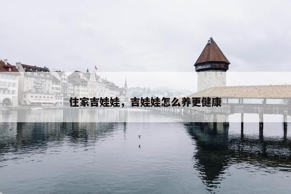 住家吉娃娃，吉娃娃怎么养更健康