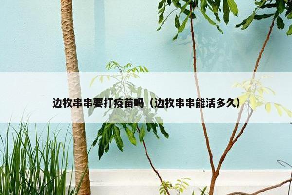 边牧串串要打疫苗吗（边牧串串能活多久）