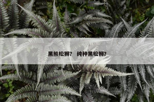 黑熊松狮？ 纯种黑松狮？