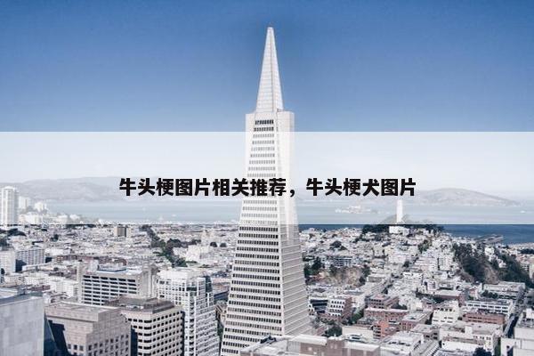 牛头梗图片相关推荐，牛头梗犬图片