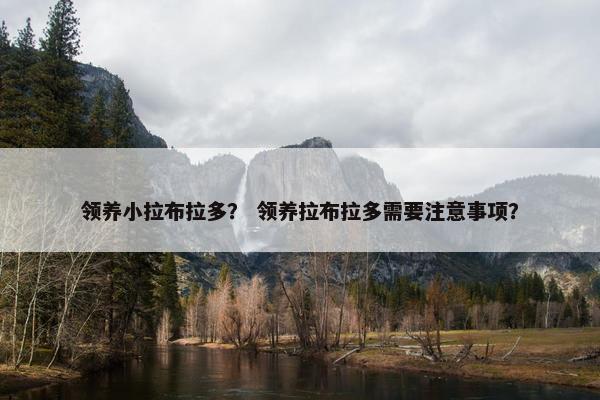 领养小拉布拉多？ 领养拉布拉多需要注意事项？