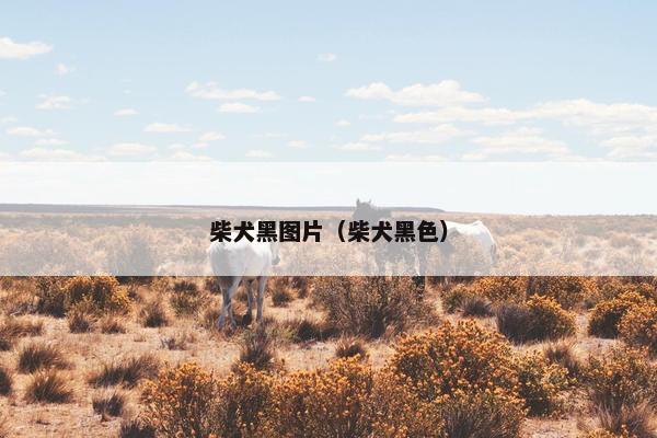 柴犬黑图片（柴犬黑色）