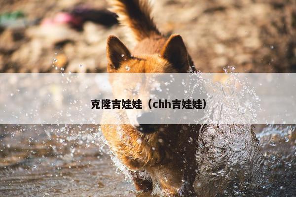 克隆吉娃娃（chh吉娃娃）