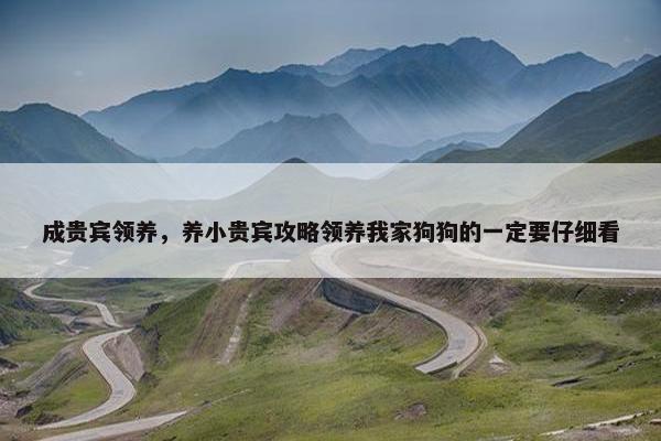 成贵宾领养，养小贵宾攻略领养我家狗狗的一定要仔细看