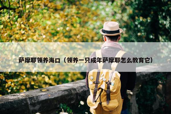 萨摩耶领养海口（领养一只成年萨摩耶怎么教育它）